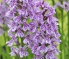 Picture of Dactylorhiza maculata