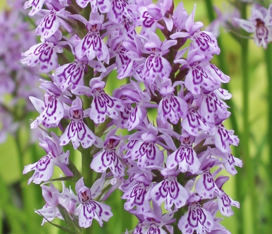 Picture of Dactylorhiza maculata