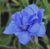 Picture of Gentiana sino-ornata 'Eugens Allerbester'