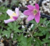 Picture of Anemone nemorosa 'Rotkappchen'
