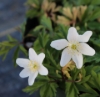 Picture of Anemone nemorosa 'Jan'