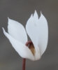 Picture of Cyclamen cilicium 'Album'