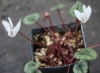 Picture of Cyclamen cilicium 'Album'
