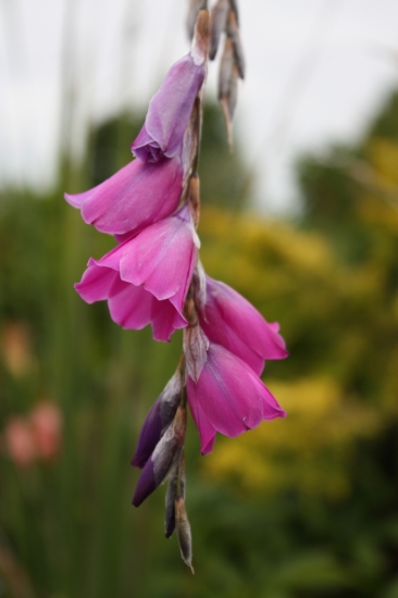 Picture of Dierama pendulum