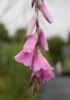 Picture of Dierama pendulum