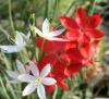 Schizostylis coccinea 'Alba' larger flower form with 'Torero'