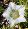 Picture of Gentiana angustifolia-Hybrid EP White I