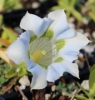 Picture of Gentiana angustifolia-Hybrid EP White I