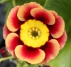 Picture of Primula auricula 'Ancient Society'