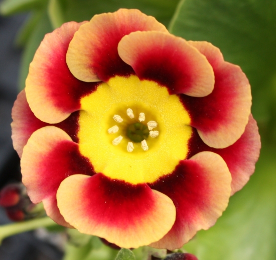 Picture of Primula auricula 'Ancient Society'