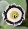 Picture of Primula auricula 'Brookfield'