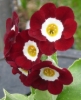 Picture of Primula auricula 'Cortina'