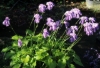 Picture of Hosta mukayama 'Purple Flamingo'