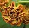 Picture of Primula auricula 'Forest Cappuccino'