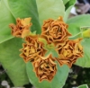 Picture of Primula auricula 'Forest Cappuccino'
