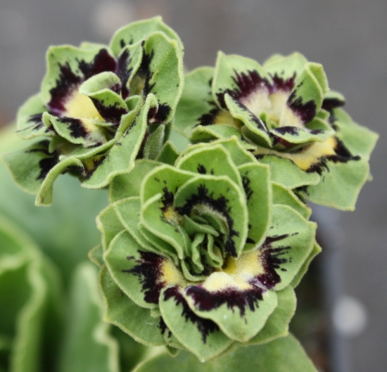 Picture of Primula auricula 'Sword'