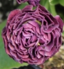 Picture of Primula auricula 'Excalibur'
