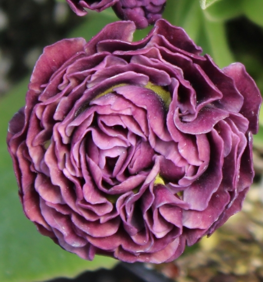 Picture of Primula auricula 'Excalibur'
