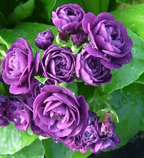 Picture of Primula auricula 'Fred Booley'