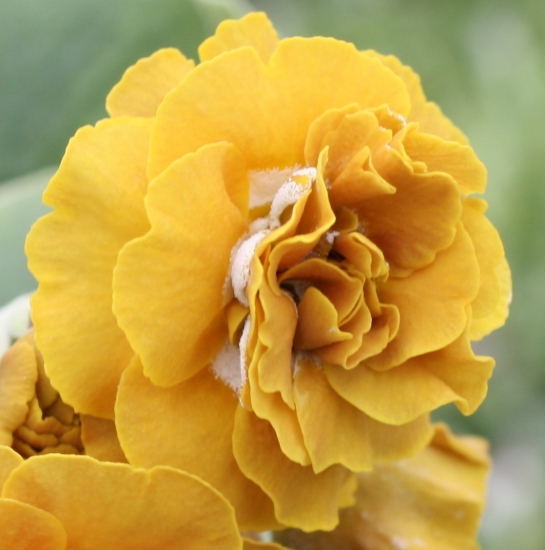 Picture of Primula auricula 'Golden Splendor'