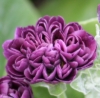 Picture of Primula auricula 'Arctic Fox'