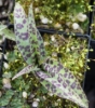 Picture of Dactylorhiza fuchsii hybrid "Leopard Spots"