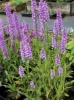 Picture of Dactylorhiza fuchsii More Spotted
