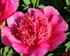 Picture of Paeonia officinalis 'Anemoniflora Rosea'
