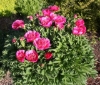 Picture of Paeonia officinalis 'Anemoniflora Rosea'