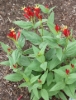 Picture of Spigelia marilandica