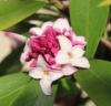 Picture of Daphne odora 'Zuiko Nishiki'