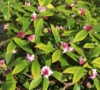 Picture of Daphne odora 'Zuiko Nishiki'