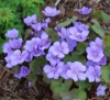 Picture of Jeffersonia dubia