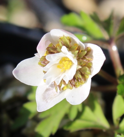 Picture of Anemone nemorosa 'Green Dreams'