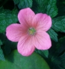 Picture of Geranium x oxonianum 'Wageningen'