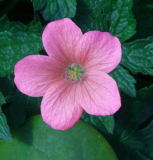Picture of Geranium x oxonianum 'Wageningen'