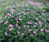 Picture of Geranium x oxonianum 'Wageningen'