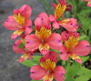 Picture of Alstroemeria 'Cerise'