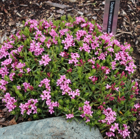 Picture of Daphne cneorum x arbuscula