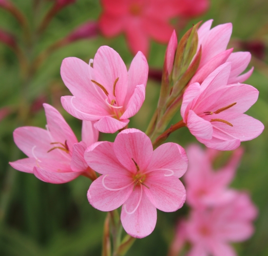 Picture of Schizostylis coccinea 'November Cheer'