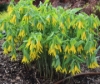 Picture of Uvularia grandiflora