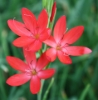 Picture of Schizostylis coccinea 'Oregon Sunset'