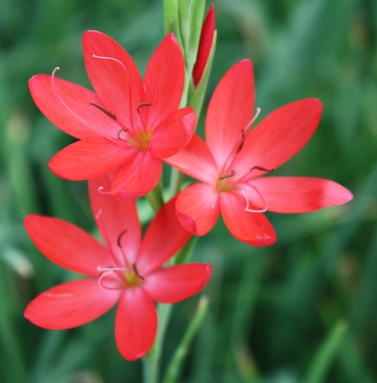 Picture of Schizostylis coccinea 'Oregon Sunset'