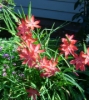 Picture of Schizostylis coccinea 'Oregon Sunset'