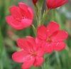 Picture of Schizostylis coccinea