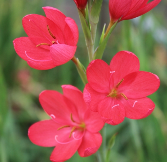 Picture of Schizostylis coccinea