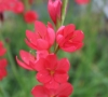 Picture of Schizostylis coccinea