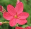 Picture of Schizostylis coccinea 'Zeal Salmon'
