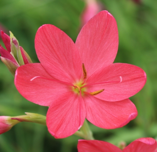 Picture of Schizostylis coccinea 'Zeal Salmon'