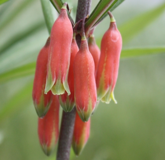 Picture of Polygonatum kingianum